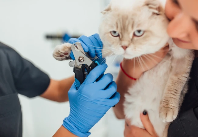 Getting-cat-nails