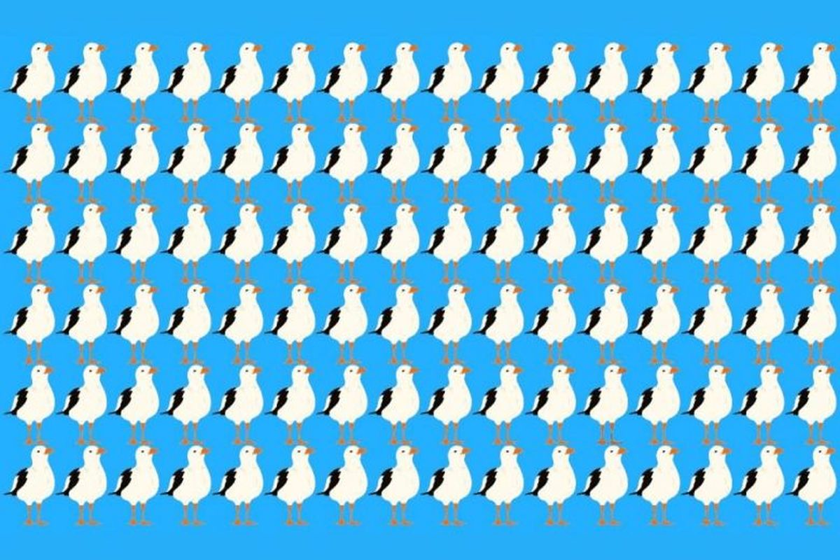 مرغ دریایی متفاوت را در 8 ثانیه پیدا کنید