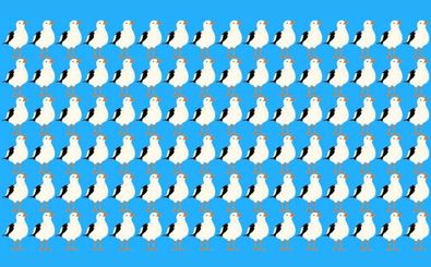 مرغ دریایی متفاوت را در 8 ثانیه پیدا کنید