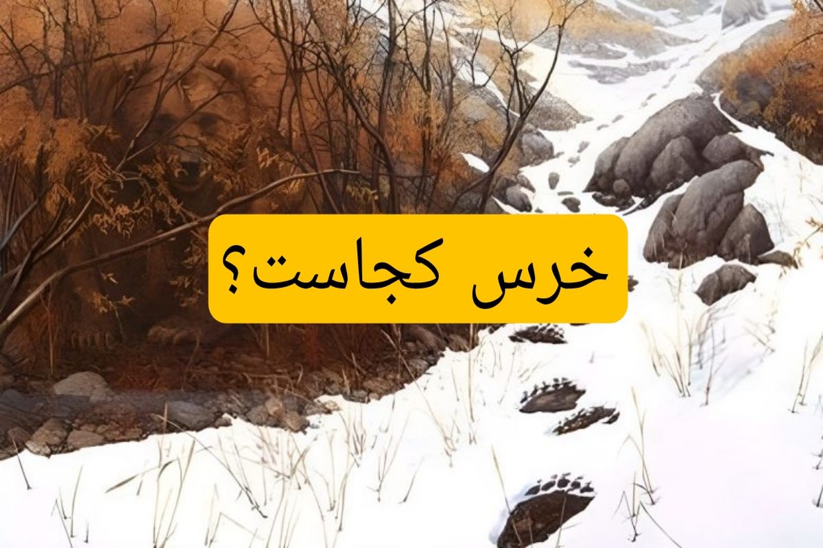 ۲ خرس پنهان شده در طبیعت برفی را پیدا کنید 