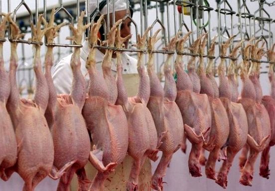 مرغ کمی ارزان شد