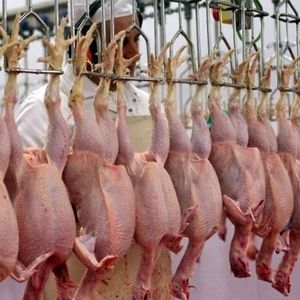 قیمت جدید مرغ اعلام شد/ بالاتر از این قیمت نخرید