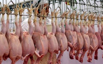 قیمت جدید مرغ اعلام شد/ بالاتر از این قیمت نخرید