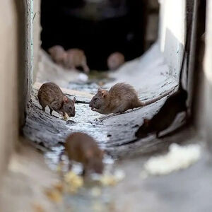 شناسایی کانون‌های تجمع موش‌ها در تهران