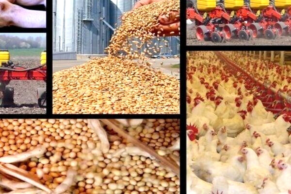  موج جدید جهش قیمت مرغ در راه است؟