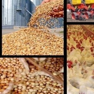  موج جدید جهش قیمت مرغ در راه است؟