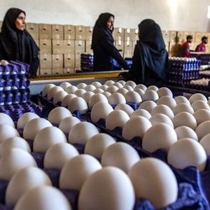 قیمت جدید هر شانه تخم مرغ اعلام شد