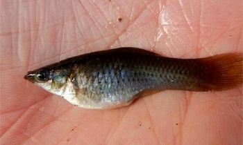 گونه‌ای از ماهی که فقط «ماده» است!