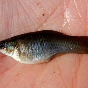 گونه‌ای از ماهی که فقط «ماده» است!