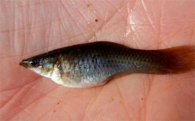 گونه‌ای از ماهی که فقط «ماده» است!