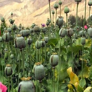 معمای خشخاش در ایران؛ افزایش مزارع غیرمجاز و چالش تأمین دارو