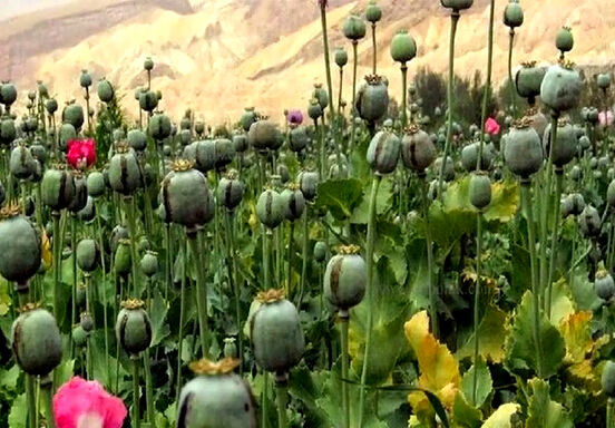 معمای خشخاش در ایران؛ افزایش مزارع غیرمجاز و چالش تأمین دارو