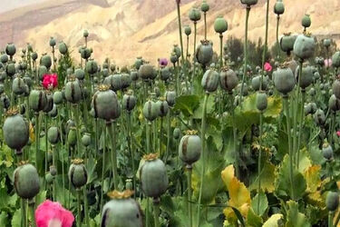 معمای خشخاش در ایران؛ افزایش مزارع غیرمجاز و چالش تأمین دارو