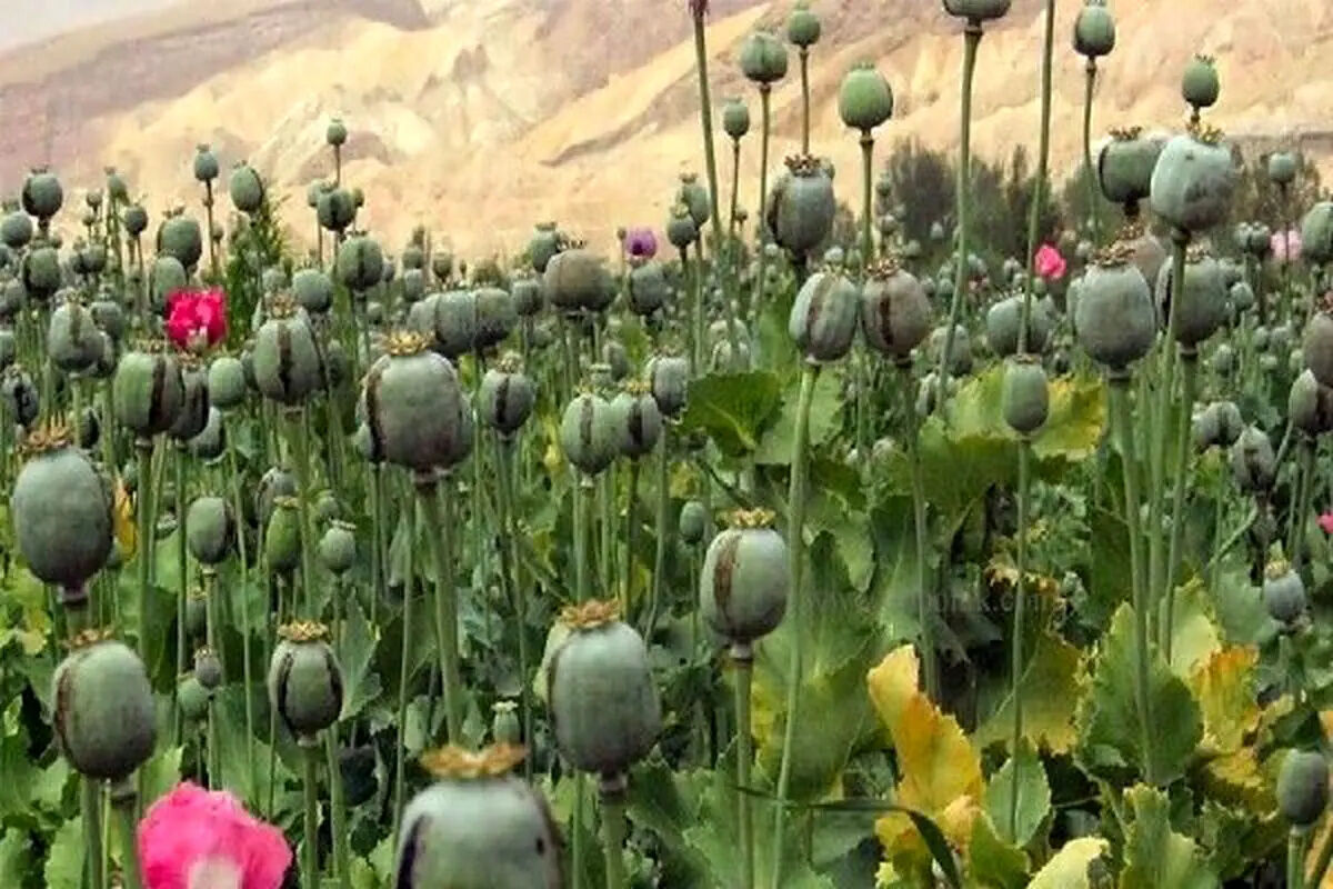 معمای خشخاش در ایران؛ افزایش مزارع غیرمجاز و چالش تأمین دارو