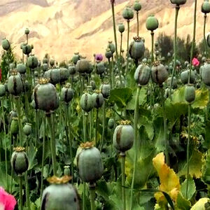 معمای خشخاش در ایران؛ افزایش مزارع غیرمجاز و چالش تأمین دارو