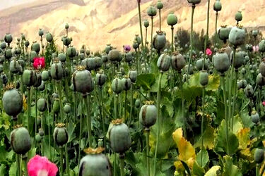 معمای خشخاش در ایران؛ افزایش مزارع غیرمجاز و چالش تأمین دارو
