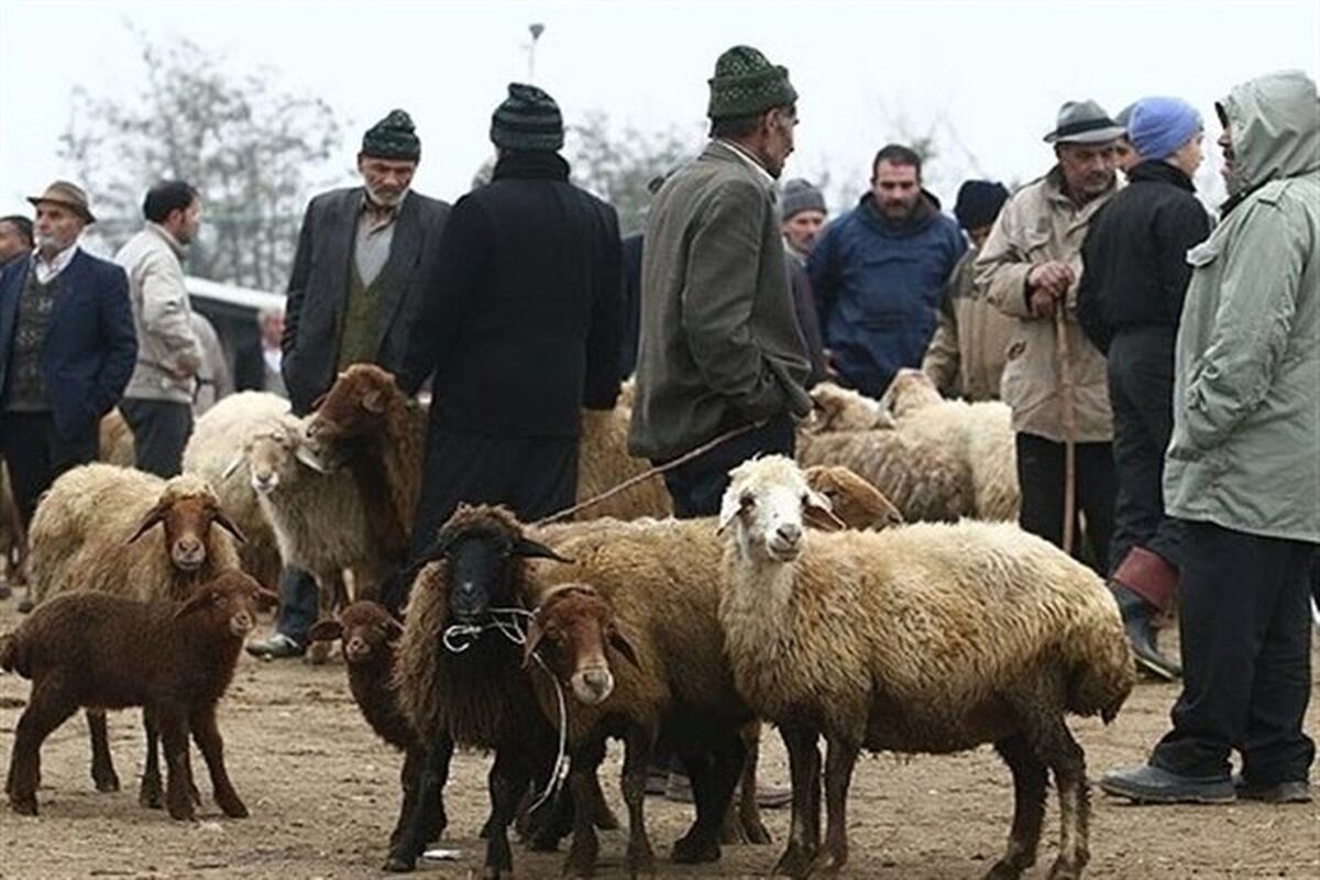 اعلام قیمت دام زنده یک روز پیش از عید قربان