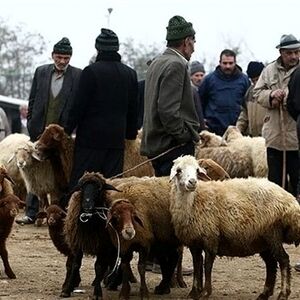 اعلام قیمت دام زنده یک روز پیش از عید قربان