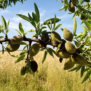 با نهال بادام فرانیس آشنا شوید