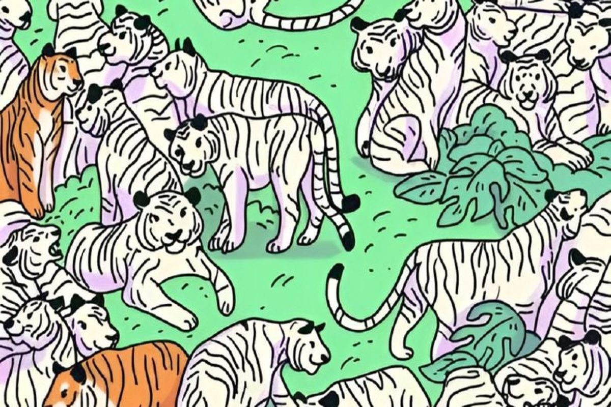 گورخری را که در میان چند ببر پنهان شده است پیدا کنید 