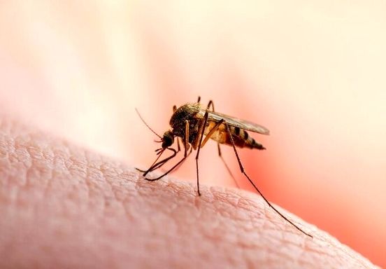 چرا پشه‌ها بعضی افراد را کمتر نیش می‌زنند؟