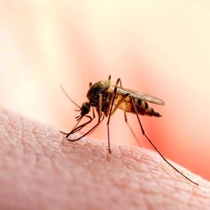 چرا پشه‌ها بعضی افراد را کمتر نیش می‌زنند؟