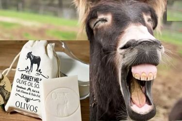  پنیر الاغ کیلویی 25 میلیون تومان در شمال تهران! 