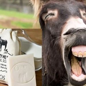  پنیر الاغ کیلویی 25 میلیون تومان در شمال تهران! 