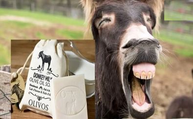  پنیر الاغ کیلویی 25 میلیون تومان در شمال تهران! 