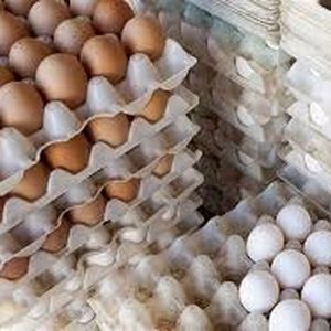 واکنش وزیر کشاورزی به قیمت تخم‌ مرغ: این قیمت منطقی است