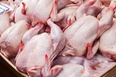 قیمت ران، سینه و فیله مرغ چند شد؟