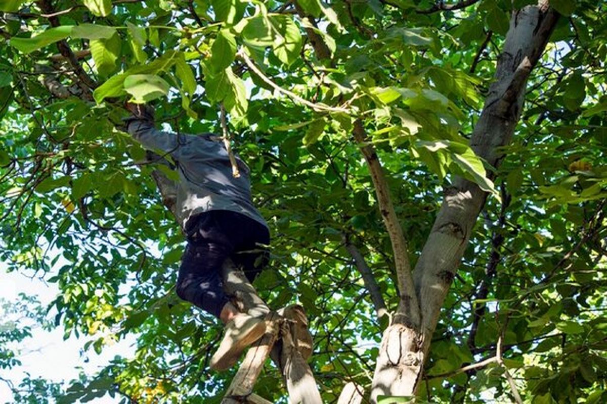 سقوط ۵۲ نفر از درخت گردو در همدان