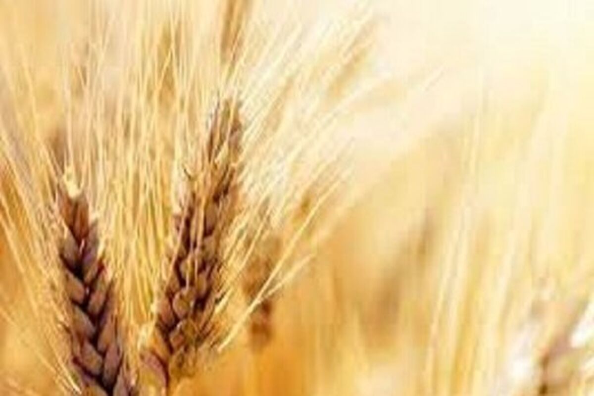 قیمت واقعی گندم اعلام شد