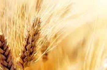قیمت واقعی گندم اعلام شد