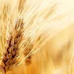 قیمت واقعی گندم اعلام شد