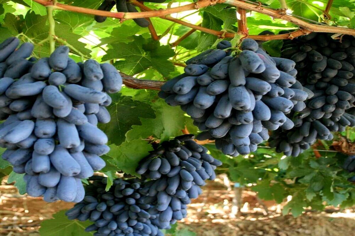 فروش نهال انگور