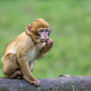 میمونی که با یک آغوش، اینترنت را منفجر کرد!/ ویدئو