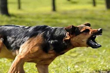 کودکی قربانی حمله شدید سگ با وجود تربیت قبلی/ ویدئو