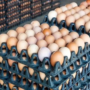 تخم‌مرغ گران شد