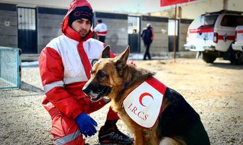 لئو؛ سگی که از ابتدای جنگ ۸ نفر را زنده از زیرآوار پیدا کرده است/ ویدئو