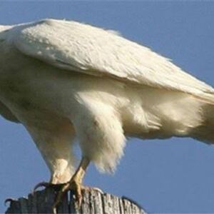 این پرنده، ۶۴ میلیارد تومان فروخته شد/ ویدئو