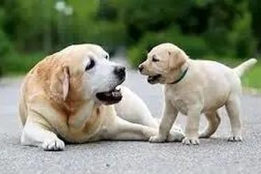  اقدام بی‌رحمانه یک زن با سگ ماده و بچه اش/ ویدئو