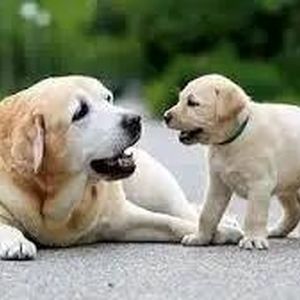  اقدام بی‌رحمانه یک زن با سگ ماده و بچه اش/ ویدئو