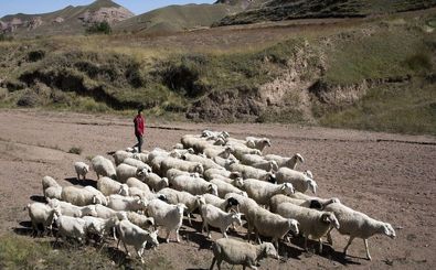 حمام تابستانی گوسفندان در منطقه خودمختار سین‌کیانگ چین/ ویدئو