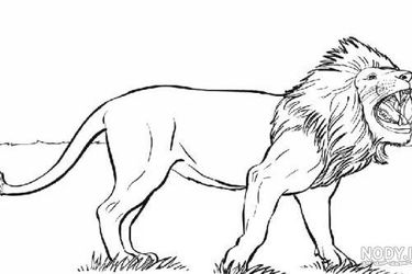 کلمه پنهان در تصویر شیر را پیدا کنید