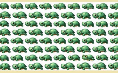 اگر قورباغه را در 5 ثانیه پیدا کنید بینایی 10/10 دارید