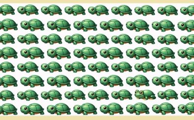 اگر قورباغه را در 5 ثانیه پیدا کنید بینایی 10/10 دارید