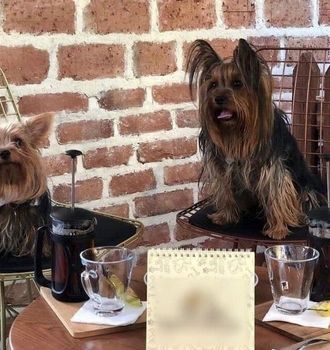  رونمایی از کافه سگ‌ها در تهران!