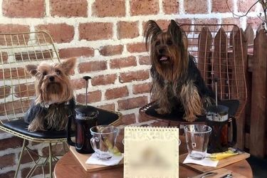  رونمایی از کافه سگ‌ها در تهران!