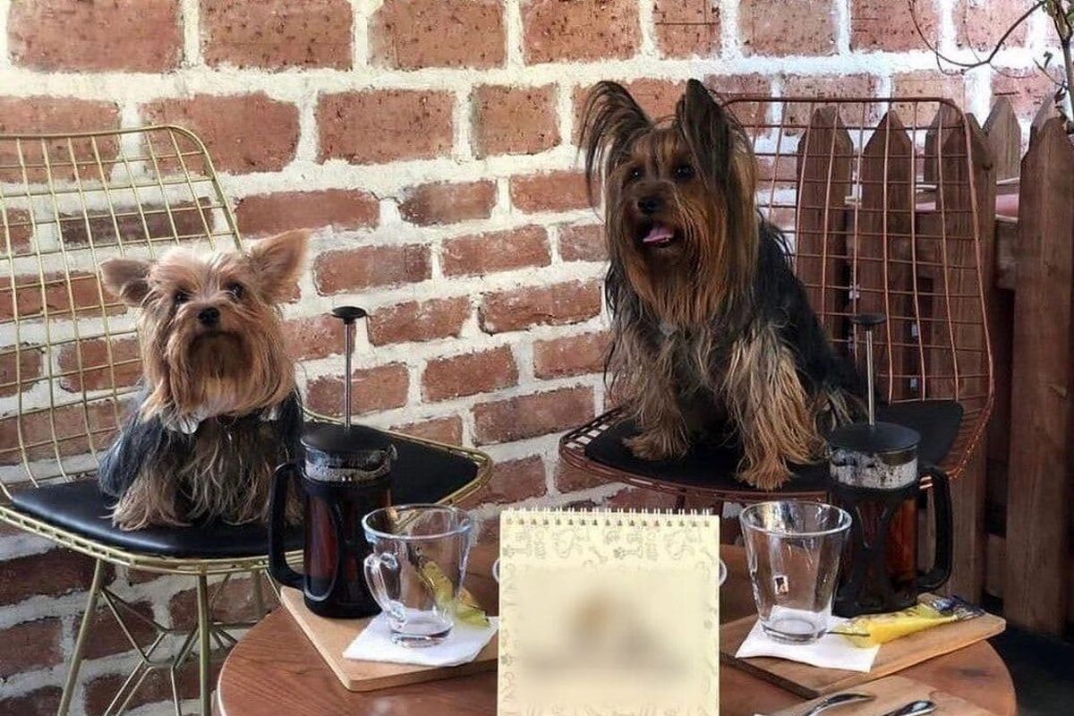  رونمایی از کافه سگ‌ها در تهران!